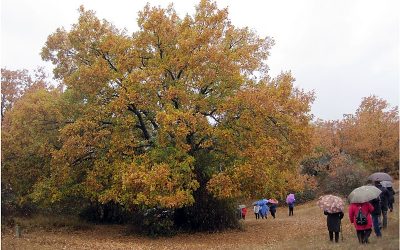 Viaje a Valonsadero y Numancia (Soria)